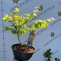 Acer palmatum Orange Dream în luna aprilie. 