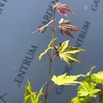 Acer palmatum Orange Dream - Arțar japonez Orange Dream