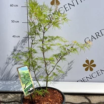 Coroana arțarului japonez Emerald Lace.