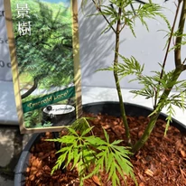 Ghiveciul arțarului japonez Emerald Lace cu noi lăstari în pepiniera noastră. 
