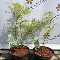 Acer palmatum Emerald Lace diponibil în oferta noastră. 