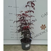 Arțar japonez roșu într-un ghiveci de 2 litri, în pepiniera noastră în luna septembrie. 