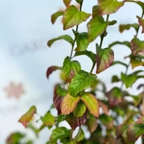 Frunzele arborelui Parrotia persica Persian Spire în luna septembrie. 