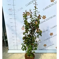 Arbore de fier Persian Spire într-un ghiveci de 7 litri. 