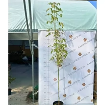 Aspectul și dimensiunea arțarului ornamental Acer negundo Flamingo în pepiniera noastră.