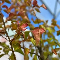 Colorația de toamnă a frunzelor arborelui ornamental Pyrus calleryana Chanticleer în pepiniera noastră.