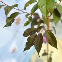 Prunus serrulata Royal Burgundy cu forma și culoarea frunzelor în pepiniera noastră.