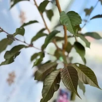 Frunzele cireșului japonez ornamental Royal Burgundy de aproape.