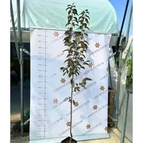  Aspectul și dimensiunea cireșului japonez ornamental Royal Burgundy disponibil în pepiniera noastră.