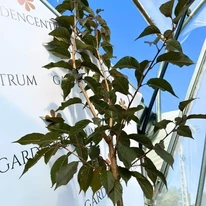 Prunus serrulata Royal Burgundy impresionează și prin frunzișul său bordo intens.