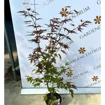 Aspectul și dimensiunile plantei noastre de Acer palmatum Atropurpureum.