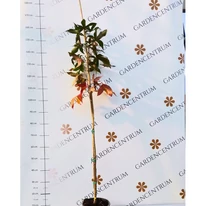 Dimensiunea și aspectul arborilor Slender Silhouette în pepiniera noastră, în toamnă. 