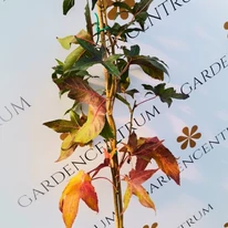Culorile frunzelor de toamnă ale arborilor columari Liquidambar styraciflua în pepiniera noastră.