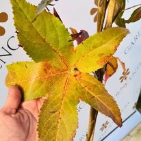 Forma frunzelor și nuanțele spectaculoase de toamnă ale Liquidambar styraciflua Slender Silhouette.