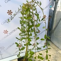 Aspectul plantei Salix caprea Kilmarnock în luna septembrie, în pepiniera noastră. 