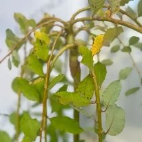 Lăstarii și frunzele plantei Salix caprea Kilmarnock.