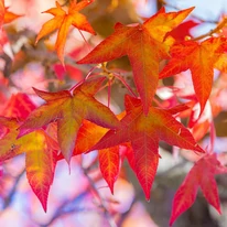 Spectacolul de culori al frunzelor de toamnă ale Liquidambar styraciflua Slender Silhouette.