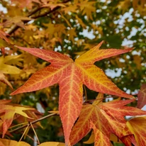 Forma frunzelor și culorile de toamnă ale arborilor de gumă columnari.