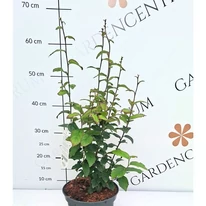 Dimensiunea plantei Parrotia persica Persian Spire în pepiniera noastră.