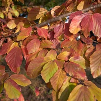 Frunzele arborelui de fier persan. 