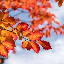 Frunzele arborelui de fier persan în lumina sorelui, toamna. 