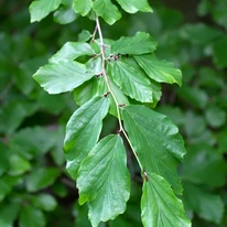 Frunzele verzi arborelui de fier persan, în timpul vegetației.