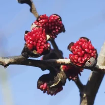 Florile arborelui de fier, primpvara. 