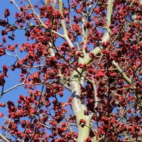 Florile arborelui Parrotia persica Persian Spire înfloresc înainte de apariția frunzelor. 