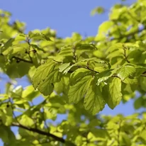 Frunzele verzi ale arborelui de fier, vara. 