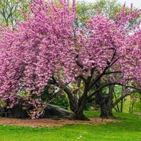 Prunus serrulata Kanzan ca și arbore solitar, înflorit.