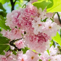Florile duble roz ale cireșului japonez ornamental formează ciorchini dens dispuși pe ramuri.