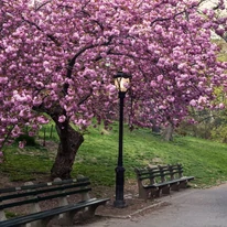 Cireș japonez ornamental solitar, la maturitate, într-un parc.