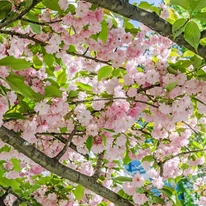  Spectacolul floral de primăvară al cireșului japonez ornamental.