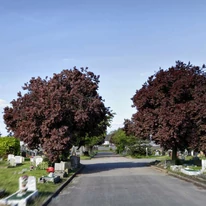 Prunus cerasifera Nigra plantat lângă un drum. 