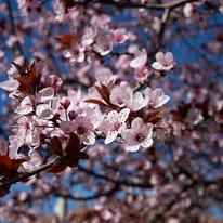 Prunus cerasifera Nigra în timpul înfloririi. 