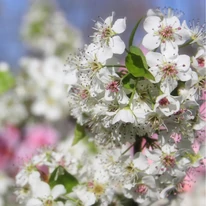 Pyrus calleryana Chanticleer înflorește abundent primăvara, acoperindu-se cu flori parfumate.