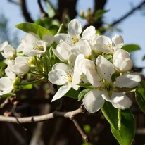 Detaliu de aproape al florilor albe ale părului ornamental Pyrus calleryana Chanticleer.