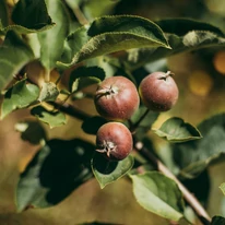 Pyrus calleryana Chanticleer produce pere mici ornamentale de culoare maro.