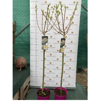 Salix Hakuro-Nishiki în pepiniera noastră în luna martie. 