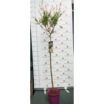Salix Hakuro-Nishiki în pepiniera noastră la sfârșitul lunii mai. 