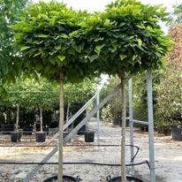 Catalpa bignonioides Nana în containere. 