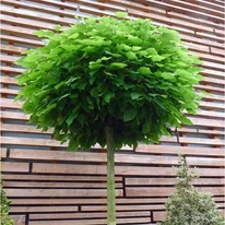 Catalpa globulară plantată în fața unui gard. 