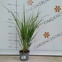 Calamagrostis x acutiflora Karl Foerster în luna august în pepiniera noastră. 
