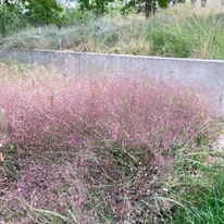 Muhlenbergia sp P14 - Iarbă ornamentală de Texas