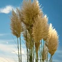 Inflorescențele uriașe ale ierbii de pampas. 
