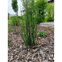 Equisetum P18 - Coada calului