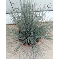 Frunzișul argintiu al ierbii ornamentale Festuca glauca. 