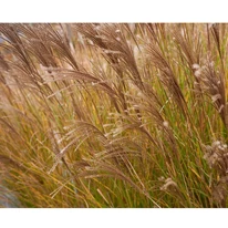 Iarba ornamentală Miscanthus sinensis Adagio decorează toamna cu o nuanță de broz a frunișului. 