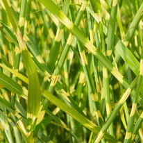 Frunzele ierbii ornamentale Miscanthus sinensis Little Zebra de aproape. 