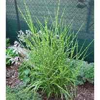 Miscanthus sinensis Little Zebra plantat într-un strat de flori perene.